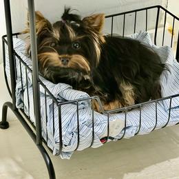 Kin Kin CKC - Black and tan male Yorkshire Terrier puppy in Cape Coral, Florida from Katherine’s Yorkies and Poodles