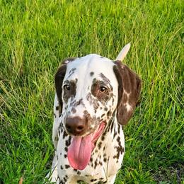 Chocolate Chip - White and liver brown female Dalmatian puppy in Bremen, Georgia from Clark’s Dalmatians