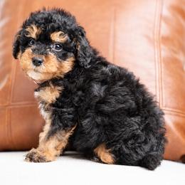 Cypress - Phantom male Bernedoodle puppy in Salt Lake City, Utah from Country Lane Doodles