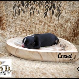 Creed - Black tri male Miniature Australian Shepherd puppy in Madisonville, Texas from Flying LL Aussies