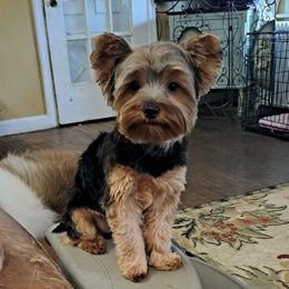 Adi - Yorkshire Terrier