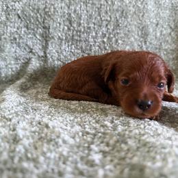 Squirt - Red male Cavapoo puppy in Fort Worth, Texas from Aloha Paradise Poodles LLC