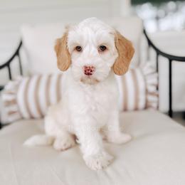 Captain - Yachties - Caramel cream male Australian Labradoodle puppy in Syracuse, Indiana from The Doodle Cove