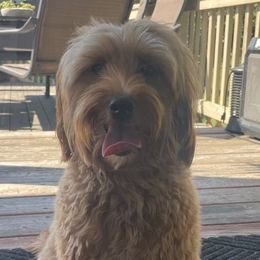 Goldendoodles from The doodles