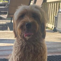 Goldendoodles from The doodles