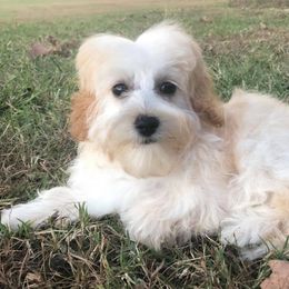 Maltipoos and Poodles from Mandella Pups