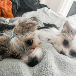 Dachshund, Mal-Shi, and Morkie All Grown Up from Woodpecker Ridge Pups