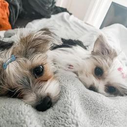 Dachshund, Mal-Shi, and Morkie All Grown Up from Woodpecker Ridge Pups