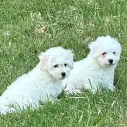Cotons de Tulear from Beethoven’s Cotons
