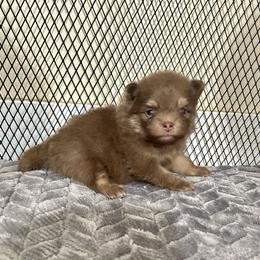 Alfie - Chocolate and tan male Pomeranian puppy in Inola, Oklahoma from My Bella’s Pomeranians