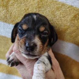 Boy 1 - Piebald male Dachshund puppy in Clayton, Indiana from Love Struck Miniature Dachshunds