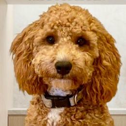 Bo - Cavapoo