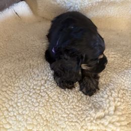 October girl 2 - Black and tan female Cocker Spaniel puppy in Kingman, Arizona from Amore’s Cockers