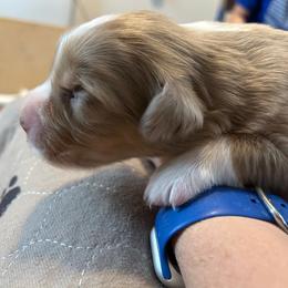 Ziti Girl 6 - Red merle female Australian Shepherd puppy in Johnson City, Tennessee from St. Isidore Australian Shepherds