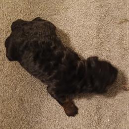 Boy three - Phantom male Poodle puppy in East Providence, Rhode Island from Marta's Cavaliers