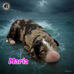 Maria - Chocolate merle female Bernedoodle puppy in Banner Elk, North Carolina from Walnut Tree Bernedoodles