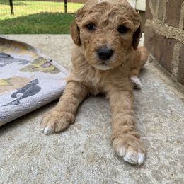 Goldendoodle Puppies from Dolly Doodle’s Doodles