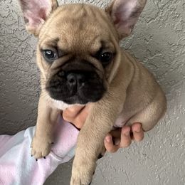 Butternut - Fawn French Bulldog puppy in Tampa, Florida from Triple F Frenchies