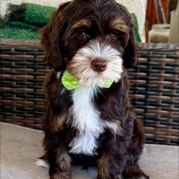 Mickey - Chocolate male Australian Labradoodle puppy in Anderson, California from Shaggy Doodles