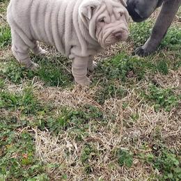 Chinese Shar-Pei Puppies from DCSHARPEI
