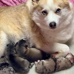 Girl 5 - Silver female Pomsky puppy in Michigan from Blue Water Pomskies