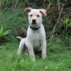 Carolina Dog Puppies from Williams Sweet Carolina