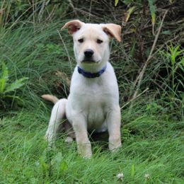 Carolina Dog Puppies from Williams Sweet Carolina