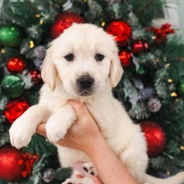 White Collar Navea - Light golden female Golden Retriever puppy in Oregon from A Goldens First Love