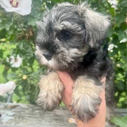 Gabbys Salt and Pepper Girl 2 - front paws black - Salt and pepper female Miniature Schnauzer puppy in Floyd, Virginia from Little River Puppies