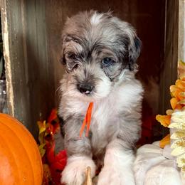 Ash - Merle male Bernedoodle puppy in Gilbert, Arizona from The Berne Barn... it’s a Doodle thing!