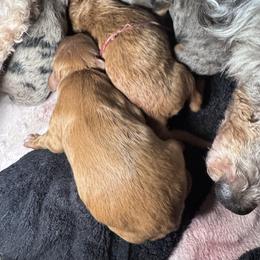 Beau - Merle male Goldendoodle puppy in Austin, Texas from Doodles of Central Texas