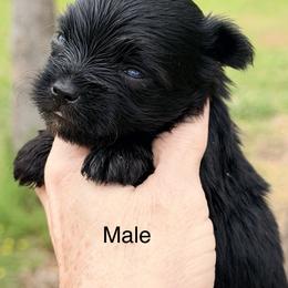 Black with white chest - Parti male Yorkshire Terrier puppy in Centre, Alabama from Sassy Yorkie , miniature schnauzer , Maltese Love of Alabama