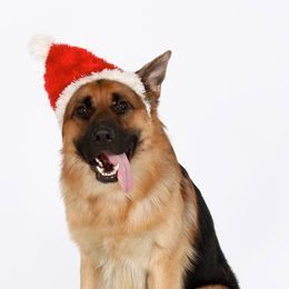 German Shepherds from Windy Knoll Shepherds