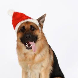 German Shepherds from Windy Knoll Shepherds