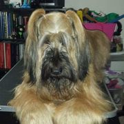 Briard and Schapendoes Puppies from Dragonz Lair