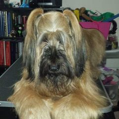 Briard and Schapendoes Puppies from Dragonz Lair
