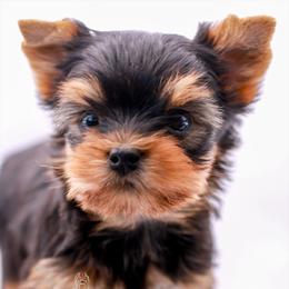 Yorkshire Terrier Puppies from Essence of Grace Yorkies