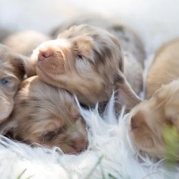 Dachshund Puppies from Natasha Vohs