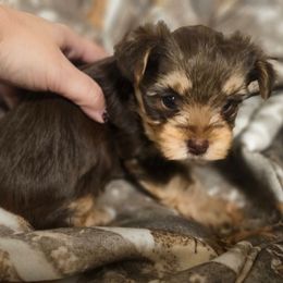 Sabrina - Chocolate and tan female Yorkshire Terrier puppy in Thornville, Ohio from My precious yorkies