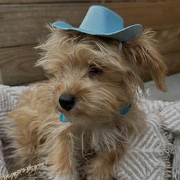 Reba Mae - Miniature Schnauzer