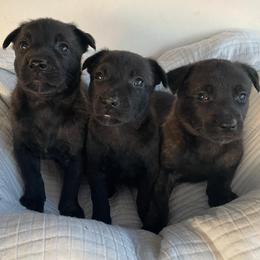 Girl 1 - Black brindle female Dutch Shepherd puppy in San Diego, California from TecK9s