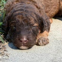 Autumn - Brindle female Poodle puppy in Troy, Alabama from Redmond Rose Kennel