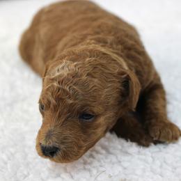 Ash - Apricot male Poodle puppy in Stokesdale, North Carolina from His and Hers Poodles and Doodles