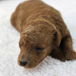 Ash - Apricot male Poodle puppy in Stokesdale, North Carolina from His and Hers Poodles and Doodles