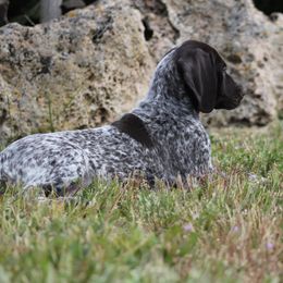 German Shorthaired Pointer Puppies from Magic City Gun Dogs