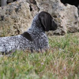 German Shorthaired Pointer Puppies from Magic City Gun Dogs