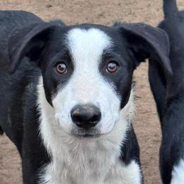 Raseus - Black and white male Border Collie puppy in Canaan, New Hampshire from Henam Border Collies