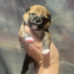 Ryuu - Red male Shiba Inu puppy in Inverness, Florida from Shore Thing Shiba’s