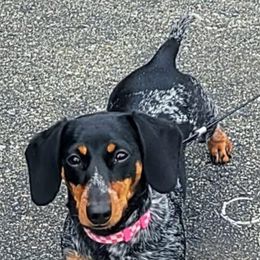 Dachshund All Grown Up from Neens Weens Kennels