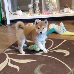 Shiba Inu puppies from Pendragon Shiba Inu